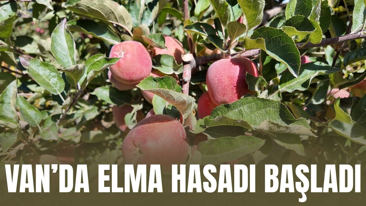 Van Erciş'te Kışlık Elma Hasadı Başladı: Üretici Fiyatlardan Memnun