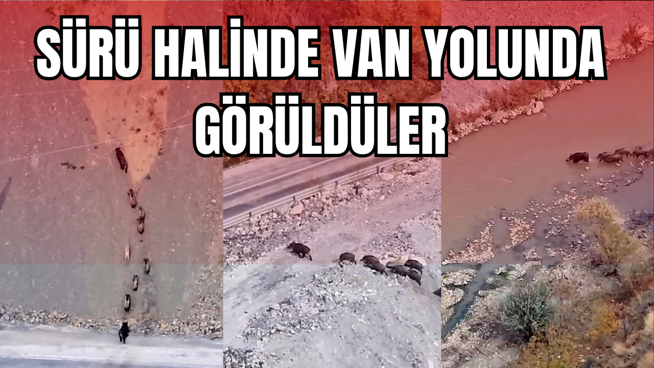 Van-Yüksekova Kara Yolunda Domuz Sürüsü Görüntülendi