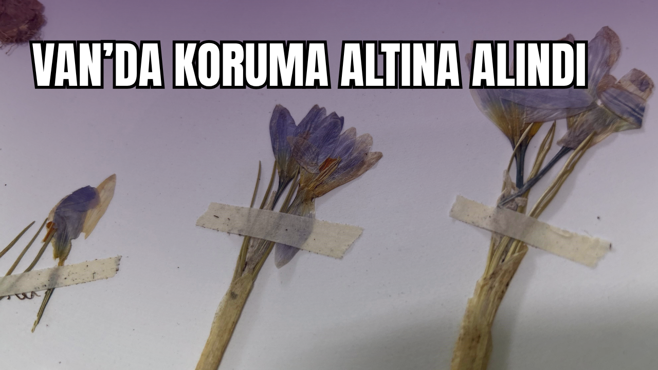 Van YYÜ Herbaryumu, Safranı Bilimsel Olarak Koruma Altına Aldı