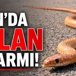 Van’da yılan alarmı!