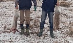 Van'da Yaban Tavşanı Vuran Kişiye Dudak Uçuklatan Ceza