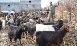 Söğüt Dallarıyla Yem Tasarrufu!