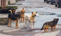 Sokak Köpeği Saldırısı: 5 Yaşındaki Çocuk Yaralandı!