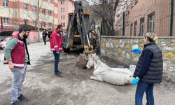 Van’da Yolda Yığılan Katır, Vatandaşların Yardımıyla Hayata Döndü