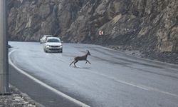 Hakkari-Van Karayolunda İlginç Görüntü!