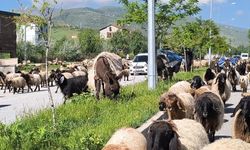 Küçükbaş hayvan sürüleri trafiği tehlikeye düşürüyor