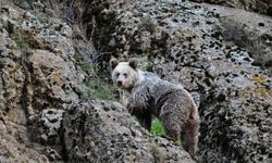 Ayının Saldırısına Uğrayan Vatandaş Köpeklerin Müdahalesiyle Kurtuldu