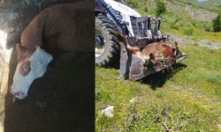 Van'dan aldığı İnek Hakkari'de telef oldu