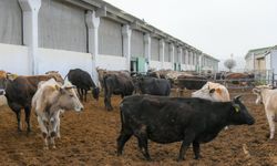 Van’a Dev Hayvancılık Yatırımı Geliyor
