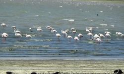 Binlerce Flamingo Van’a Geldi! Erçek Gölü Renk Cümbüşüne Büründü