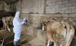Şap Alarmı: Meralara Hayvan Çıkarmak Yasaklandı!