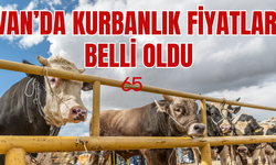 Kurban fiyatlarının en uygun olduğu iller belli oldu! Van'da kurbanlıklar kaç liradan başlıyor?