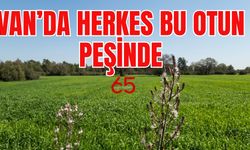 Van’da Herkes Aynı Otun Peşinde! Yalnızca İlkbaharda Çıkar!