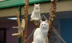 Van Kedi Villası’na 81 İlden Ziyaretçi Akını