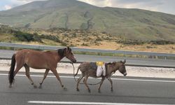 Yol Ortasında At ve Eşek Şaşkınlığı