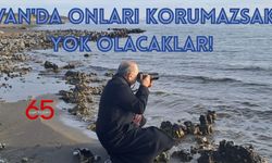 Van'da Onları Korumazsak Yok Olacaklar!
