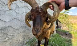 Gören Fotoğrafını Çekti: Pazarda Sıra Dışı Kurbanlık