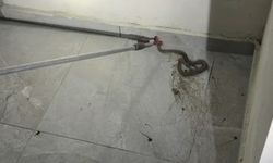 Apartmana yılan girdi, mahalle halkı ayağa kalktı