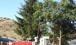 Kahvehanede Arı Alarmı