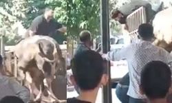 Kurban Boğası Kasaba Saldırdı!