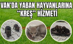 Van'da Yaban Hayvanlarına “Kreş” Hizmeti