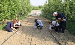 Sıhke Kavunu Toprakla Buluştu