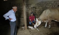 Şaşkına Çeviren Doğum: İki Başlı Buzağı Dünyaya Geldi!