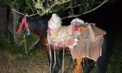 Van Sınırında Katırla Uyuşturucu Taşındı!