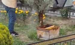 Kraliçenin peşine takıldılar! Şehri istila ettiler