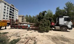Van’da Eski Cezaevi Caddesi’nde Yarım Asırlık Çam Ağacı Yok Edildi!