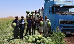 Karpuzda Hasat Hızlandı, Fiyatlar Düştü