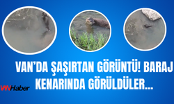 Van'da Tükenmekte Olan Su Samurları Görüntülendi!