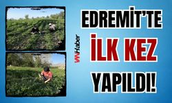 Edremit’te Bir İlk: Kadın Kent Bostanı Hasada Hazırlanıyor
