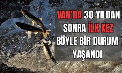 Van Gölü'nde inci kefali tehlikede! 30 yıldan sonra ilk kez rastlandı!