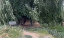 Van Kalesi Etrafında Ağaçlar Kesiliyor!