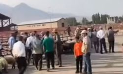 Van’da Hayvan Pazarı Gerginliği: Şap Hastalığı Krizi Sürüyor!