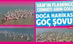 Van’ın Flamingo Cenneti Arin Gölü: Doğa Harikası Göç Şovu!