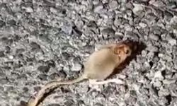 Kırmızı Listede Yer Alıyor! Doğuda Görüldü!