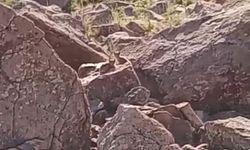 Muradiye’de Nesli Tükenmekte Olan Vaşak Ailesi Görüntülendi