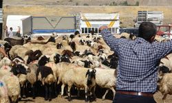 Van’da Hayvan Pazarı Yeniden Açıldı! Şap Hastalığına Karşı Yüzde 97 Aşı Başarısı