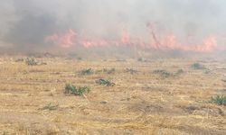 Anız Yangını: 30 Dönüm Arpa Tarlası Kül Oldu