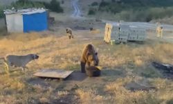 Tunceli'de karakolun davetsiz misafiri: Bozayı