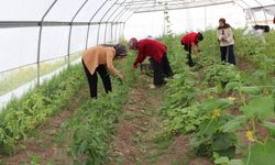 Özalp’ta Kadın Bostanı İlk Hasadını Verdi