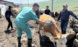 Hakkâri’de Şap Karantinası Kaldırıldı
