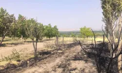 Erciş Kırsalında Yangın Felaketi! Arı Kovanları, Meyve Ağaçları Kül Oldu