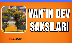 Van Beşyol Meydanı’na Dev Saksılar Konuldu