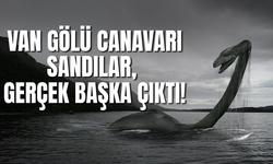 Van Gölü Canavarı Dediler Deniz Tilkisi Çıktı!