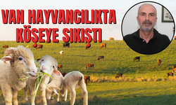 Van Hayvancılıkta Köşeye Sıkıştı