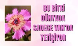 Bu Bitki Yeryüzünde Sadece Van’da Yetişiyor: Van Karanfili