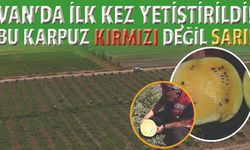 Van'da Bir İlk: Sarı Karpuz Görenleri Şaşırtıyor!